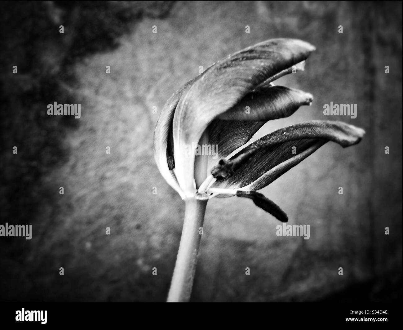 Verwelkte Tulpe Blume - Smartphone-aufgenommenes Stockfoto