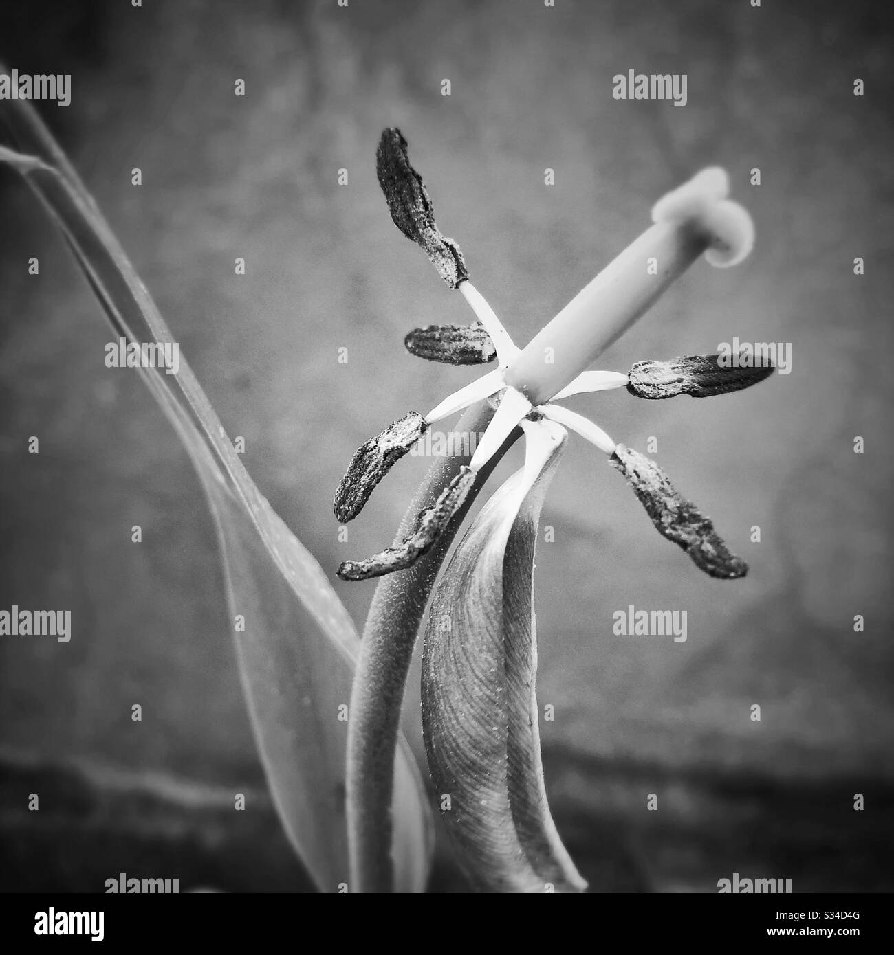 Verwelkte Tulpe Blume - Smartphone-aufgenommenes Stockfoto