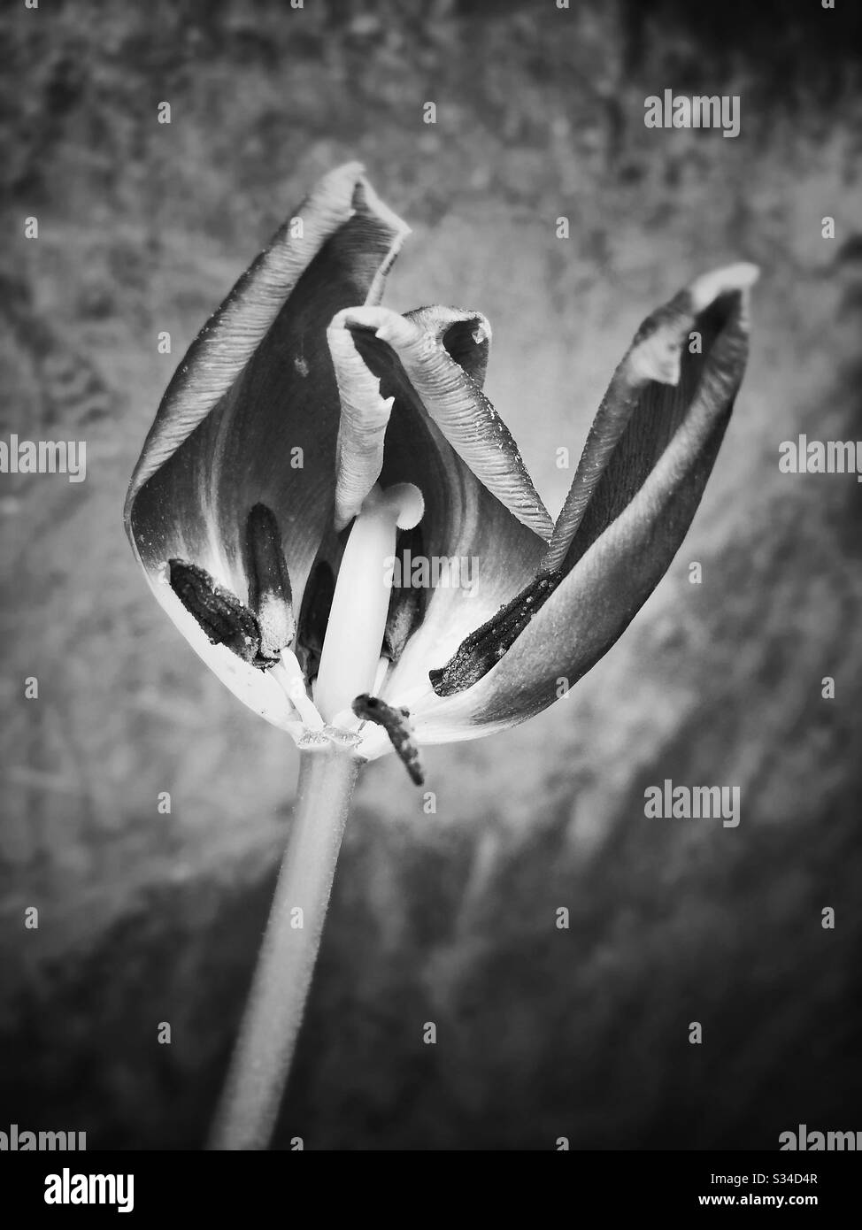 Verwelkte Tulpe Blume - Smartphone-aufgenommenes Stockfoto