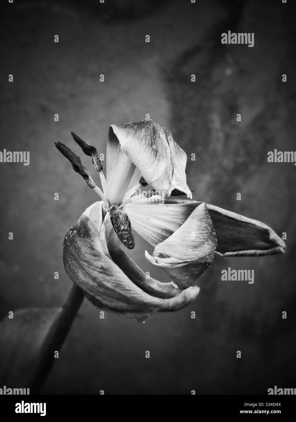 Verwelkte Tulpe Blume - Smartphone-aufgenommenes Stockfoto