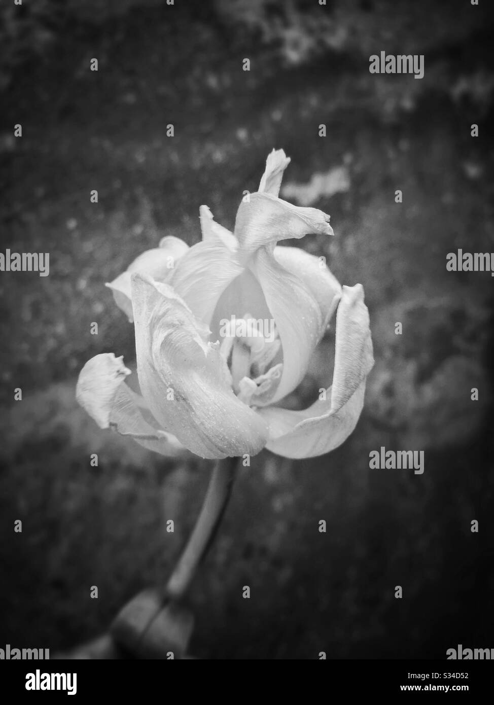 Verwelkte Tulpe Blume - Smartphone-aufgenommenes Stockfoto