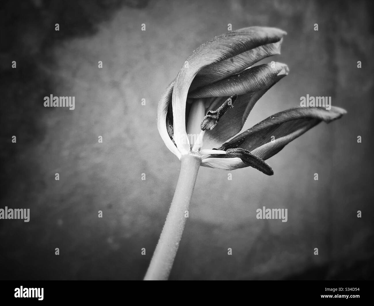 Verwelkte Tulpe Blume - Smartphone-aufgenommenes Stockfoto