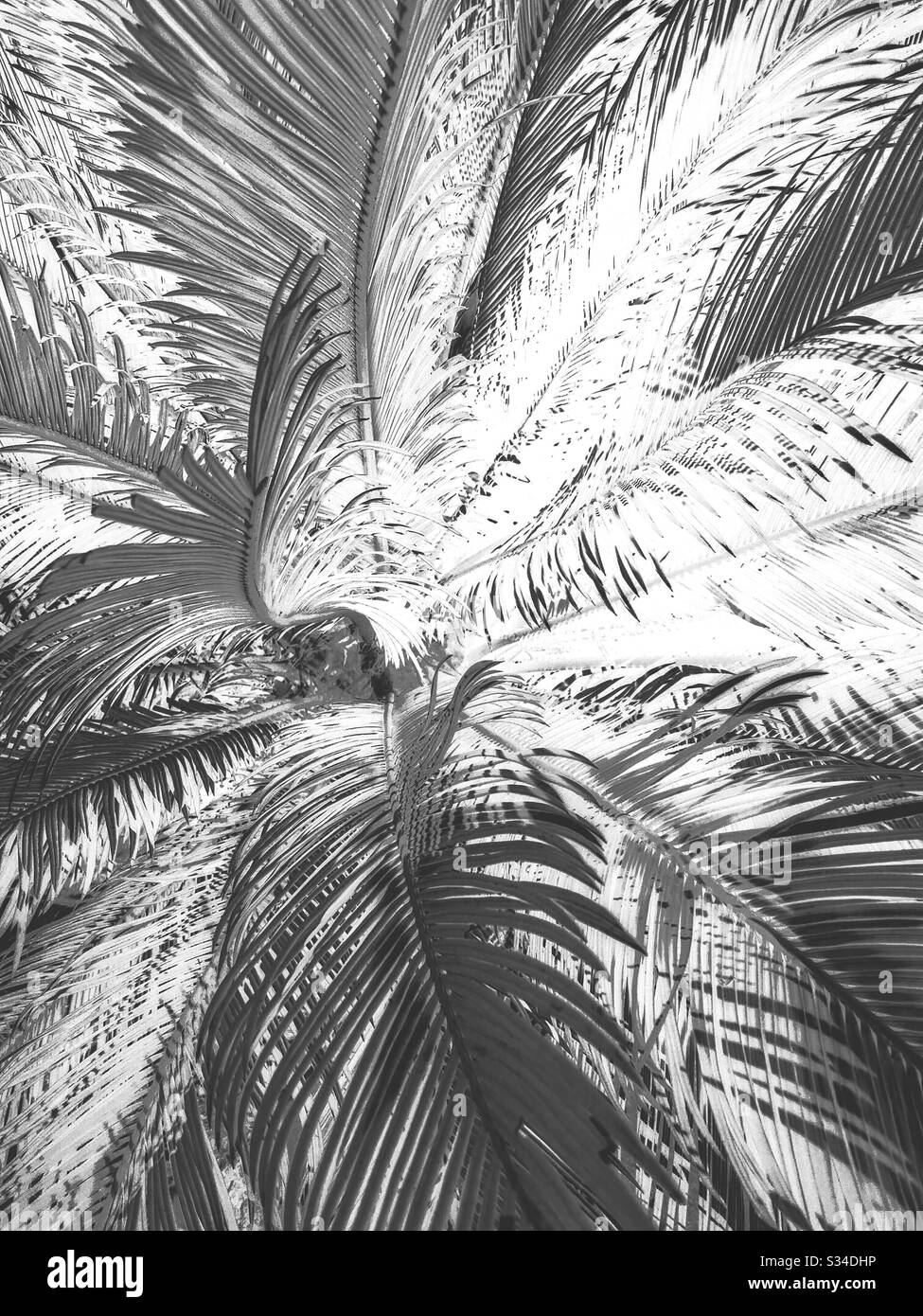 Tropische Palmblätter in schwarz-weiß Stockfoto