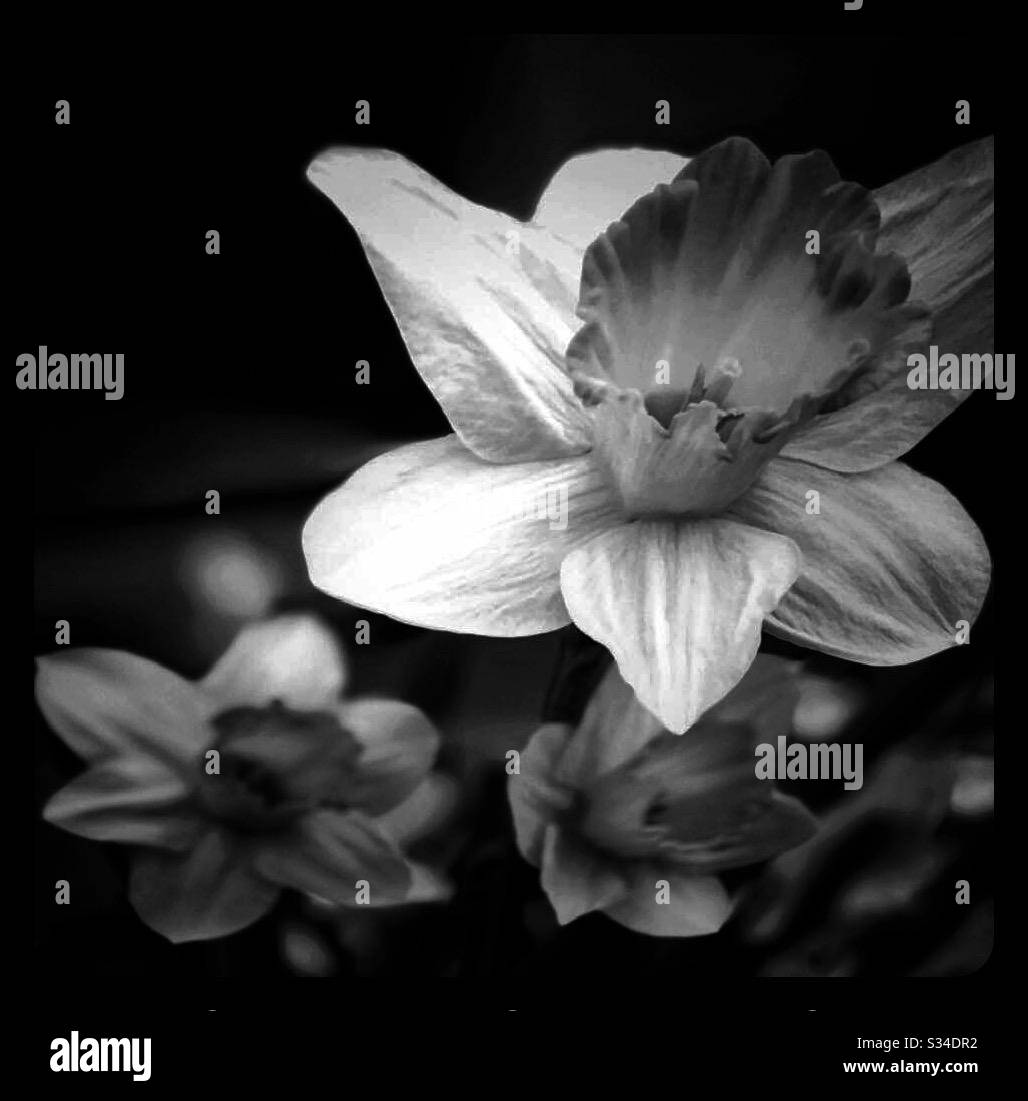 Schwarz-weiße Daffodillen blühen im Frühling Stockfoto