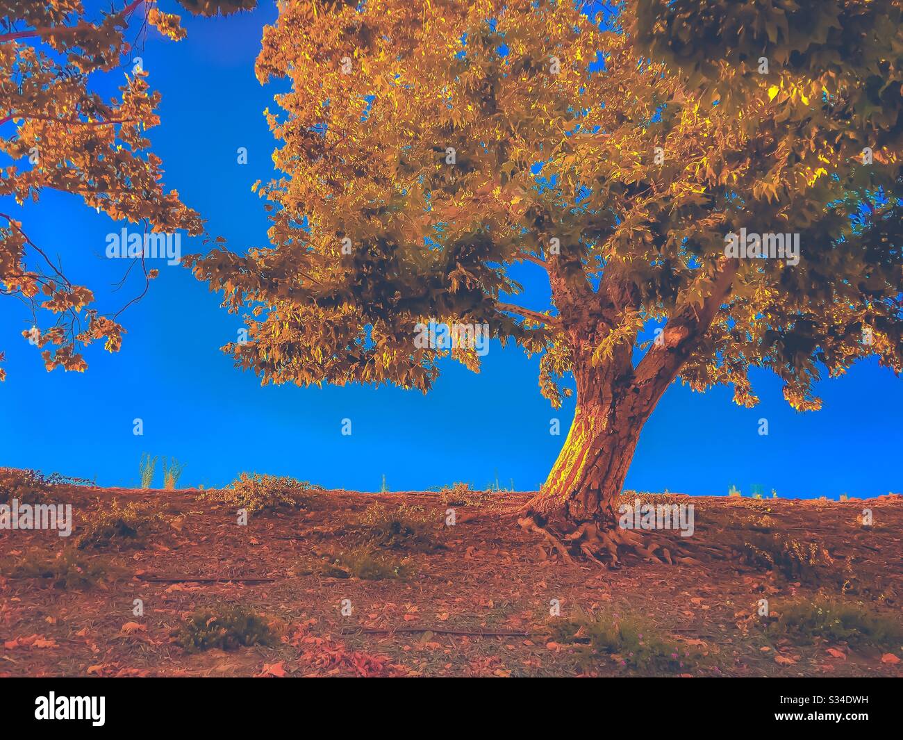 Isolierter Baum mit blauem Himmel Hintergrund Stockfoto