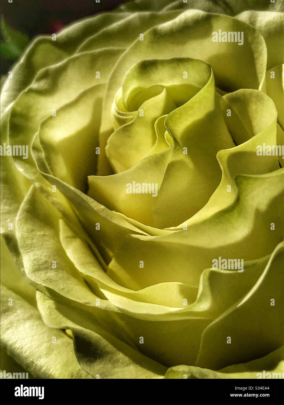 Verträumte gelbe Rose aus nächster Nähe - Smartphone-aufgenommenes Stockfoto