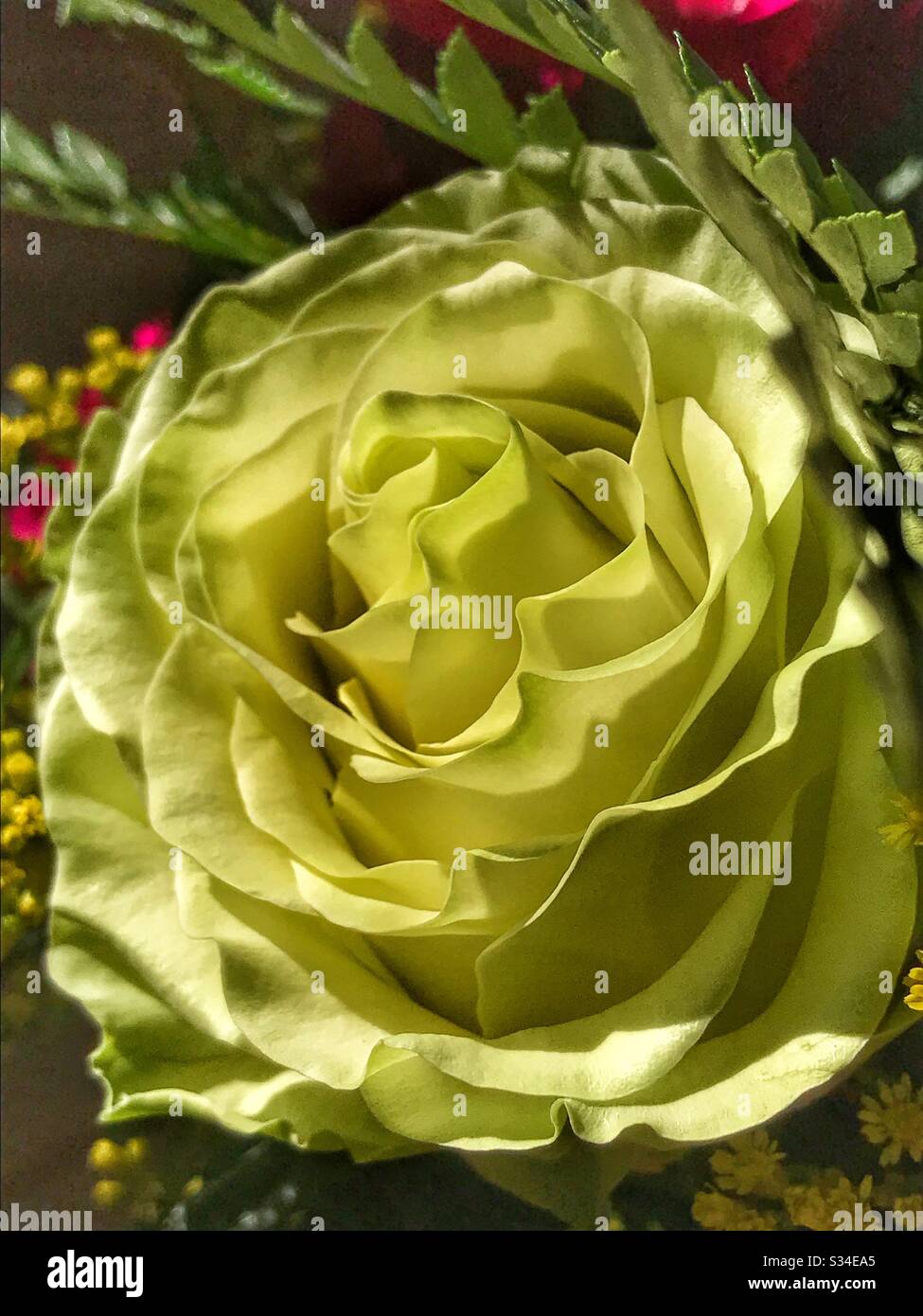Gelbe Rose blüht - Smartphone-aufgenommenes Stockfoto