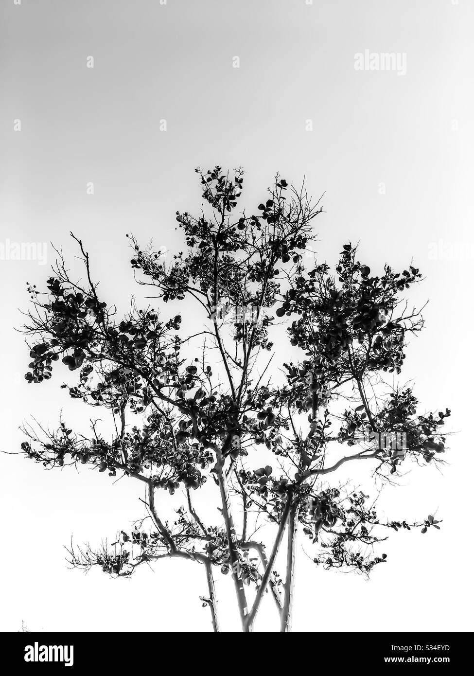 Vereinzelte Baumzweige in Schwarz-Weiß Stockfoto