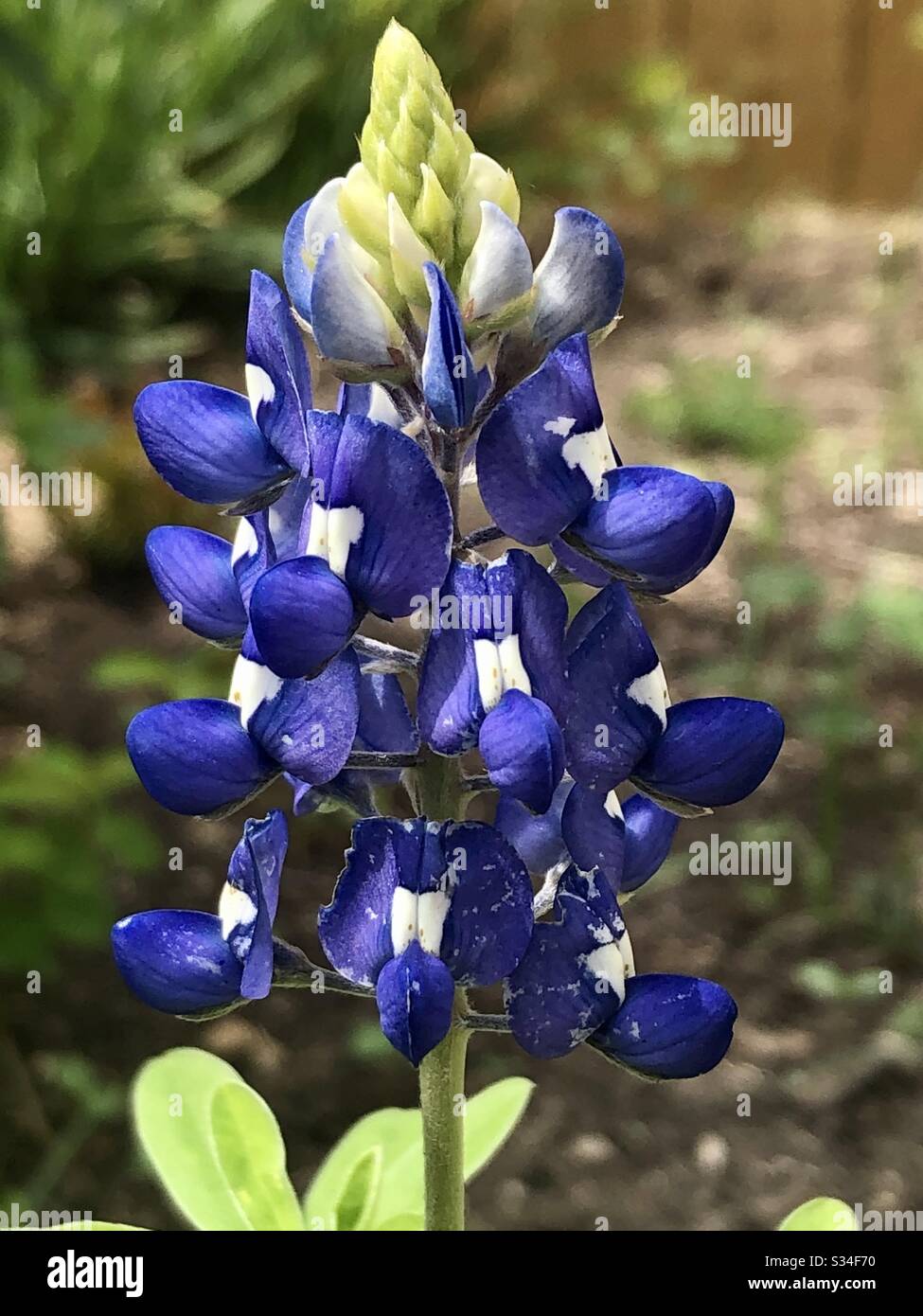 Bluebonnet Stockfoto