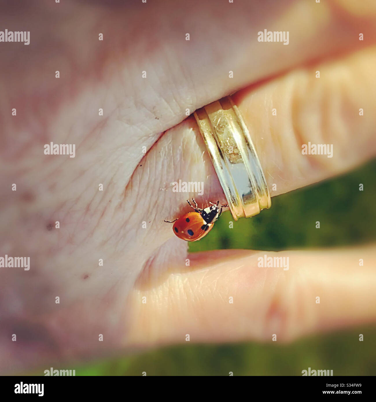 Glück und Wanze. Stockfoto