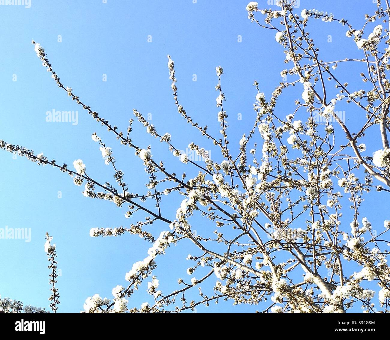 Blühen Sie Baum in Blume - Smartphone-aufgenommenes Stockfoto