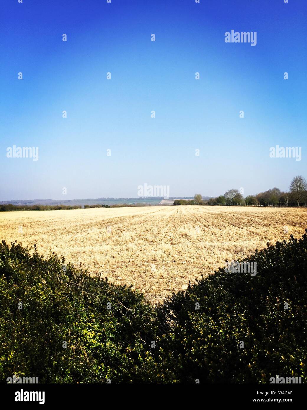 Blauer Himmel über leerem Feld, das mit Unkrautvernichter behandelt wurde Stockfoto