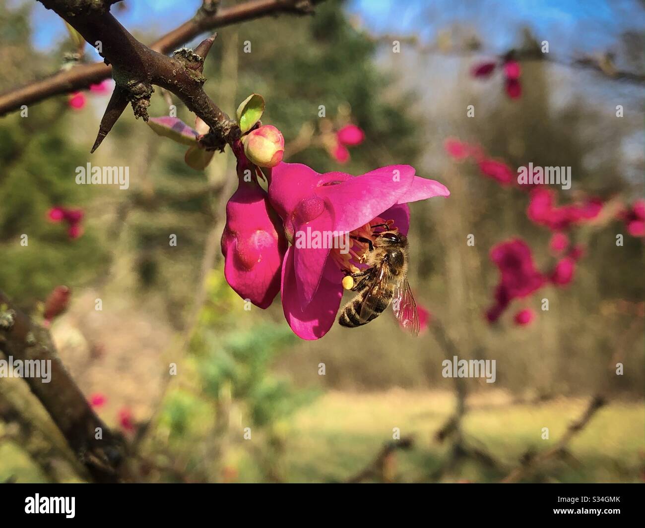 Biene auf rosa Blüten Stockfoto