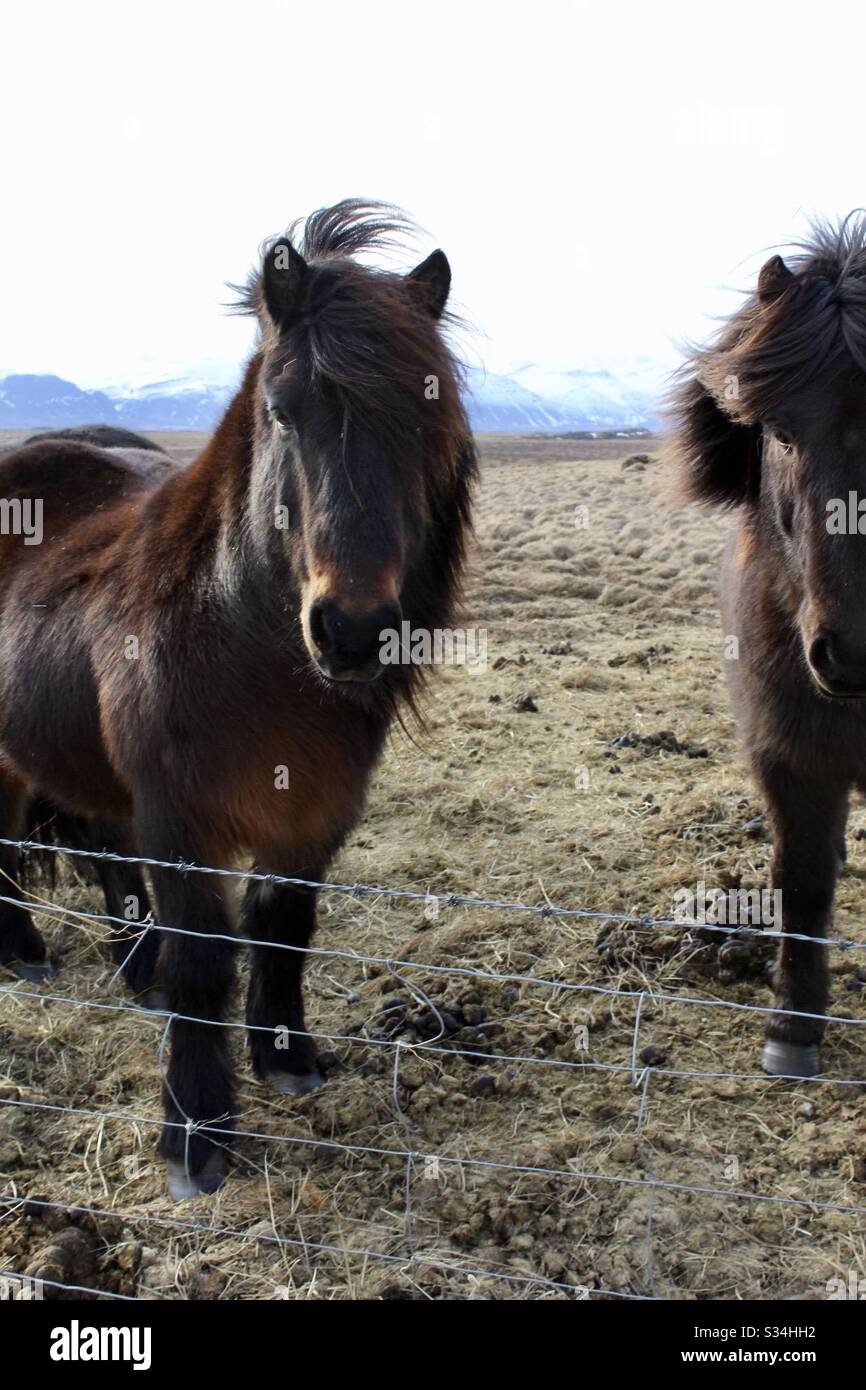 Flauschiges Pferd Stockfotos und bilder Kaufen Alamy Flauschiges Pferd Stockfotos und bilder Kaufen Alamy