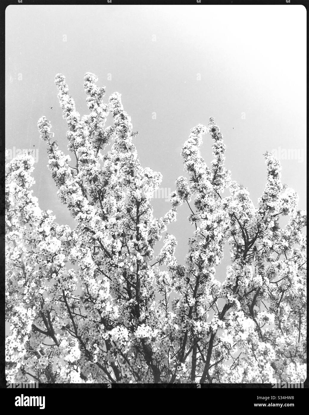 Schwarz-Weiß-Foto der schönen Frühlingsblüte eines Baumes in England, Großbritannien Stockfoto