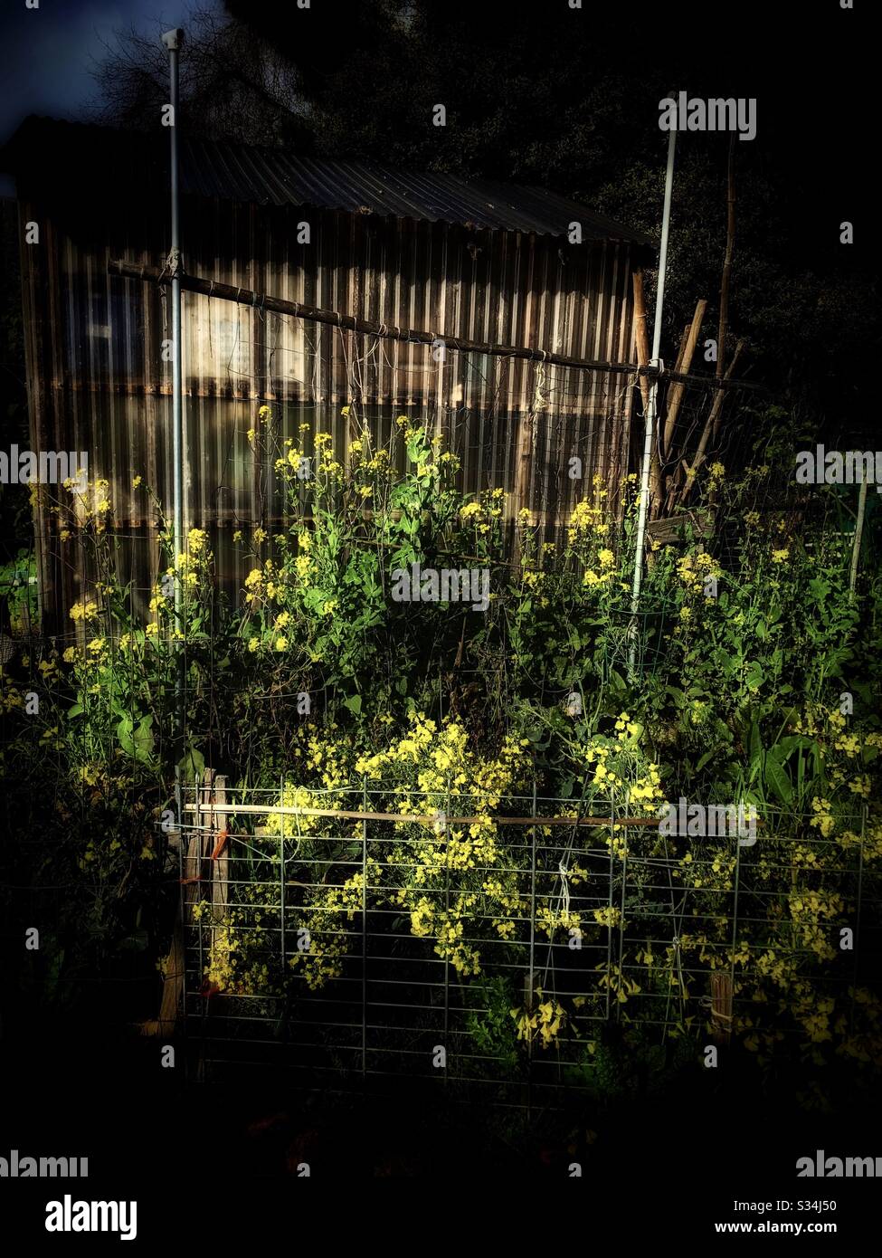 Der gelbliche Brassica campestris（Yun Tai), der von der Farm Portable in voller Blüte um einen Morgen / 油菜花 angebaut wird Stockfoto