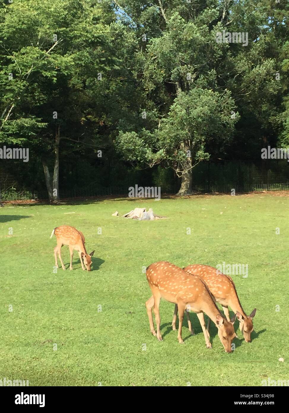 Rentier, osaka, kyoto, Rehe, Rehe auf dem Gras, Rehe, die Gras essen Stockfoto