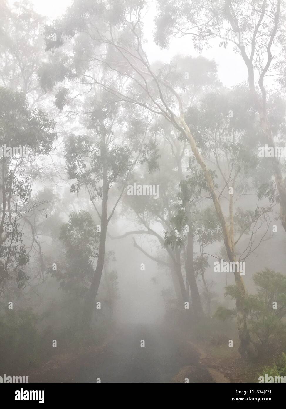 Dichter Nebel im Blue Mountains Dorf Leura, NSW, Australien Stockfoto