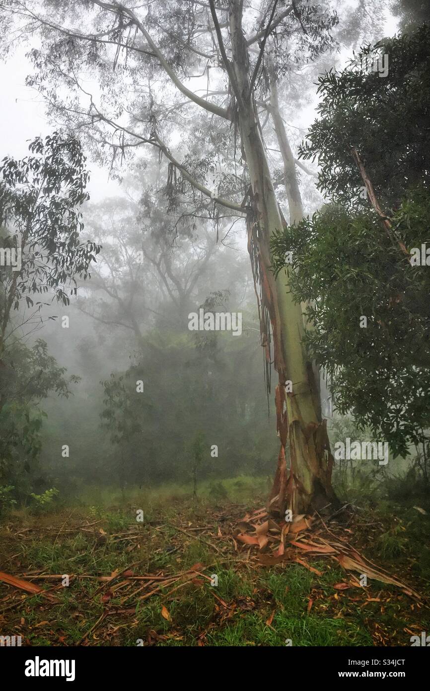 Nebel im Wald in der Nähe des Blue Mountains Dorfes Leura, NSW, Australien - Smartphone-aufgenommenes Stockfoto