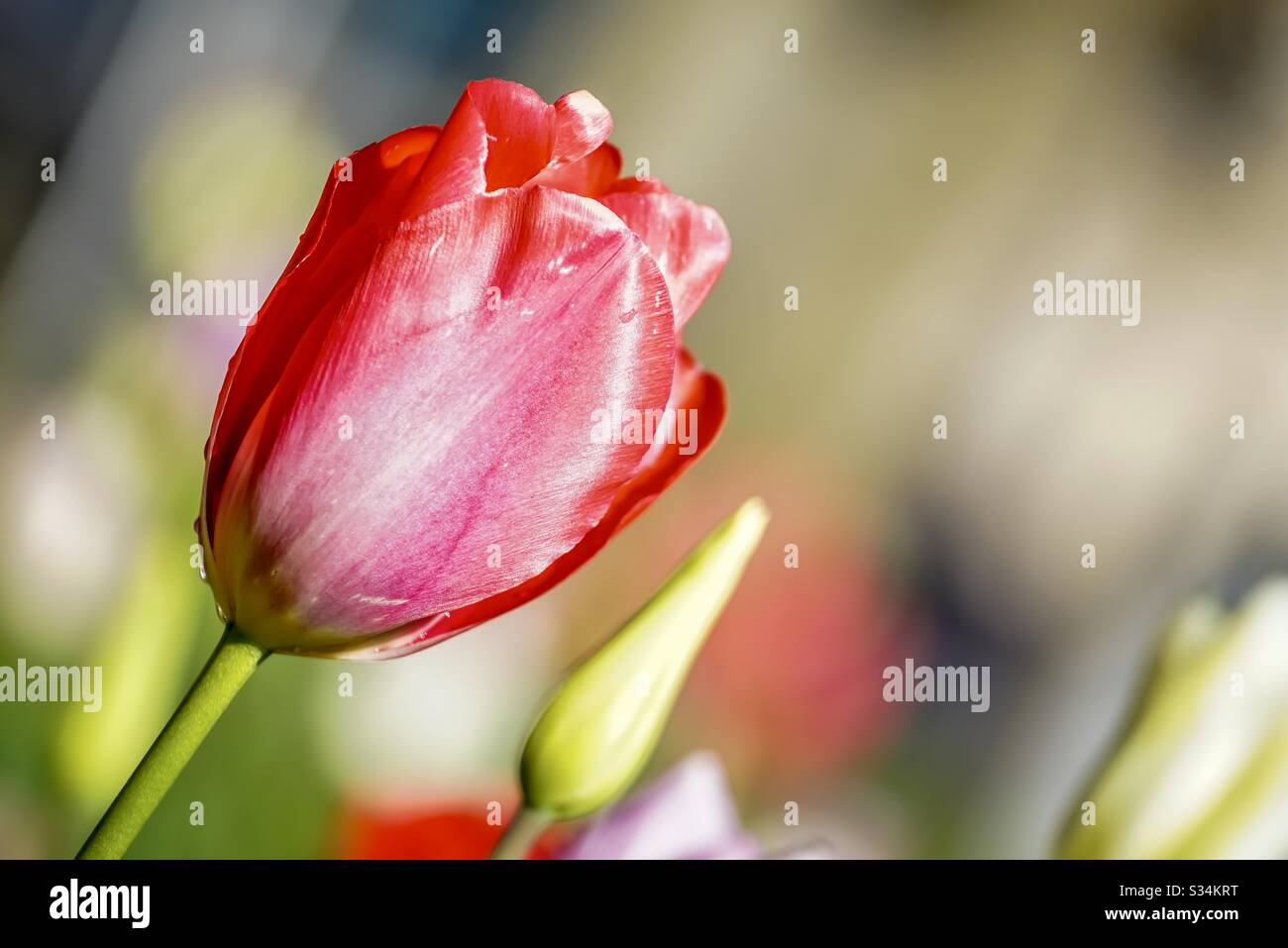 Rote Tulpe mit Wassertropfen Stockfoto