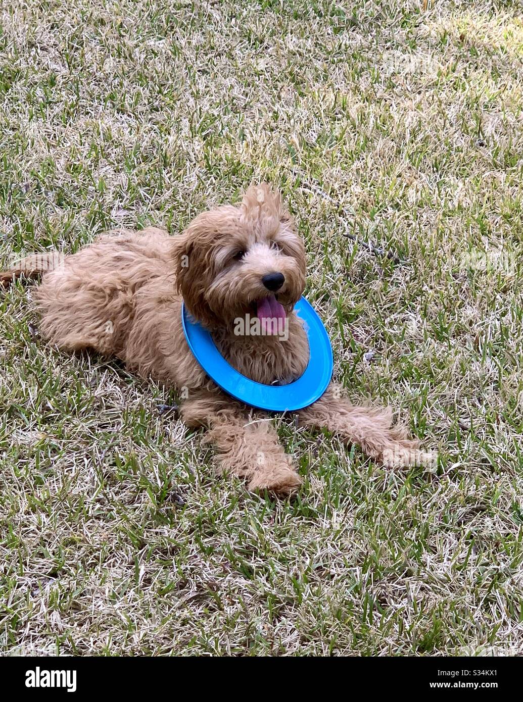 Fröhlicher Hund mit Frisbee um den Hals Stockfoto