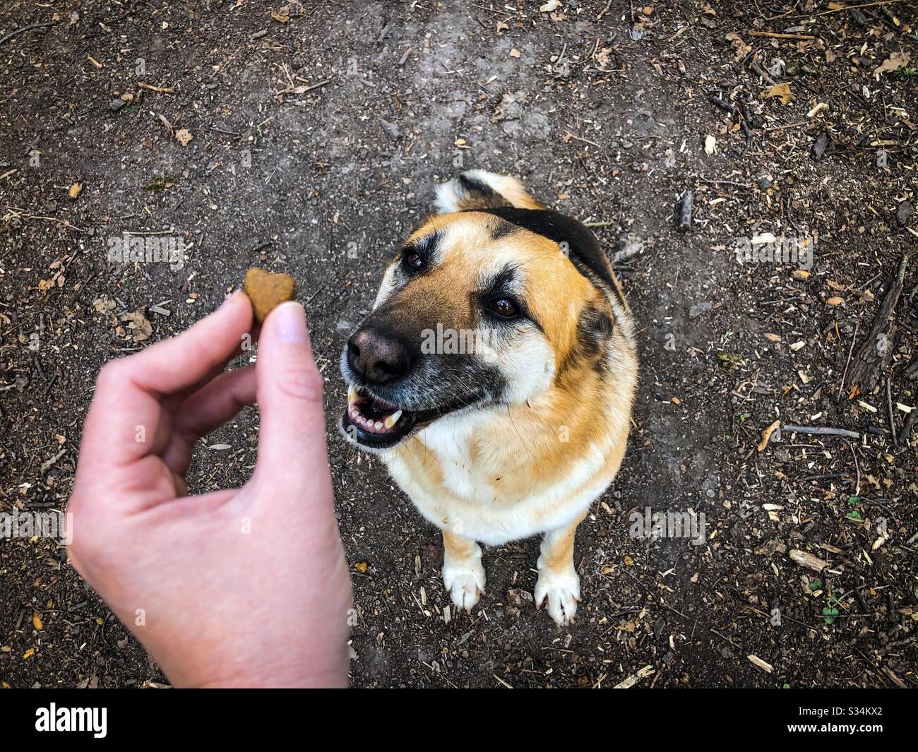 Handhaltung von Leckereien und Fütterung eines Hundes - Smartphone-aufgenommenes Stockfoto
