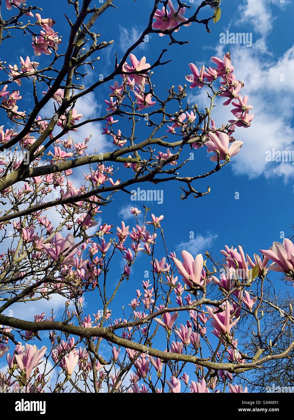 Magnolia Tree gegen einen blauen Himmel Stockfoto