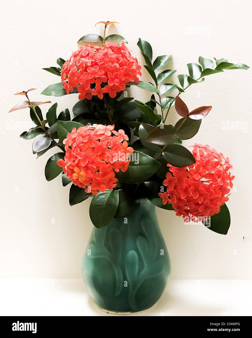 IXORA Stockfoto