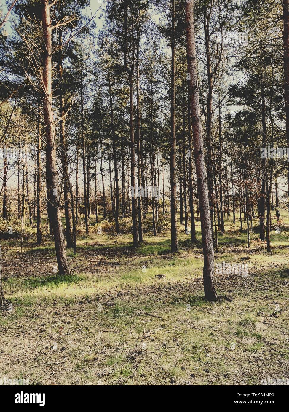 Hohe Kiefern in ländlich dichtem Wald. Natürliche Wanderung im Wald am Nachmittag - Smartphone-aufgenommenes Stockfoto