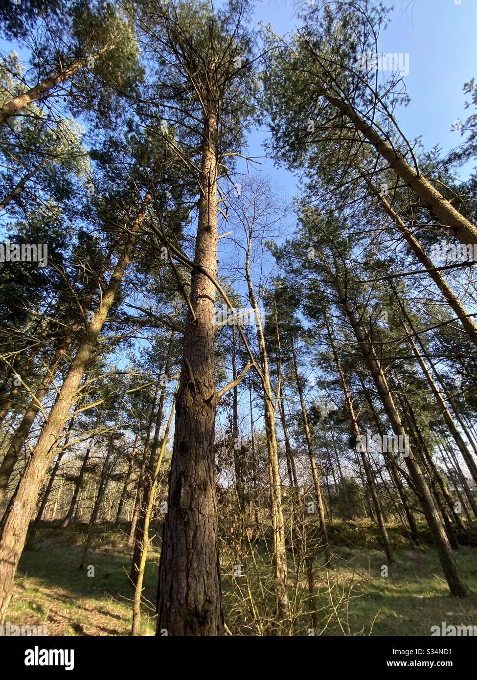 Hohe Kiefern in ländlich dichtem Wald. Natürliche Treescape-Szene im Waldweg. Niedriger und weiter Winkel von Ästen, Stämmen und Himmel. Stockfoto