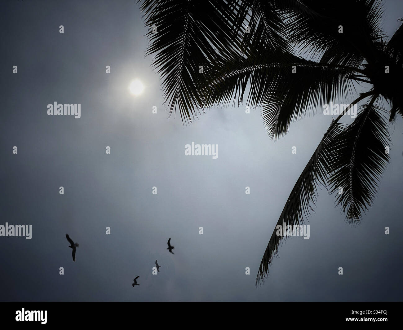 Kokospalmenwedel und eine Gruppe von Schwärzeln, die sich gegen einen grau überhauenen Himmel umrissen Stockfoto