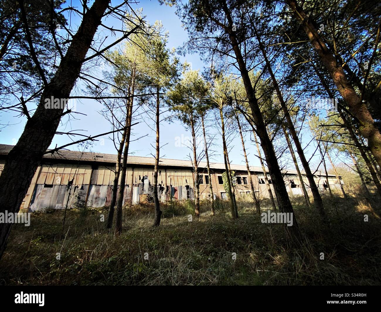 Hinter hohen Kiefern in einem Kiefernwald ist ein längst vergangener Bau zu sehen. Derelict-Fabrik befindet sich im Abbauzustand. Vergangener Branche - Smartphone-aufgenommenes Stockfoto