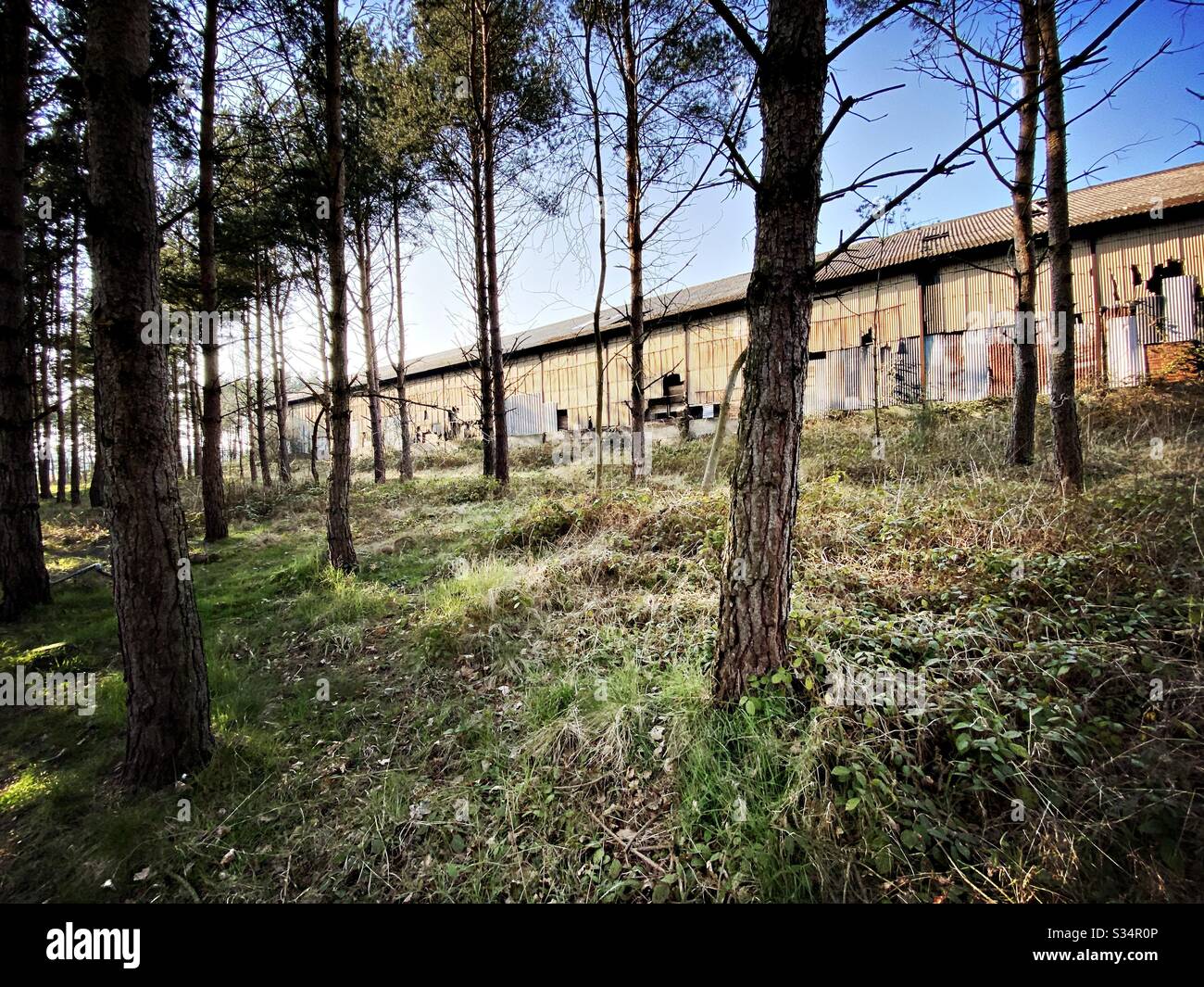 Hinter hohen Kiefern in einem Kiefernwald ist ein längst vergangener Bau zu sehen. Derelict-Fabrik befindet sich im Abbauzustand. Vergangener Branche - Smartphone-aufgenommenes Stockfoto