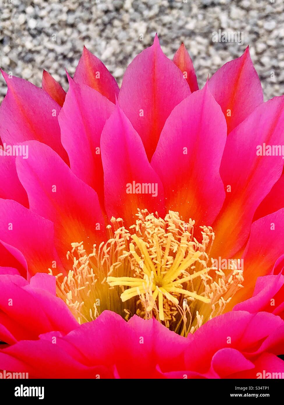 Organpipe Cactus, große Blüte, Rosa, gelbes Zentrum, Wüstenpflanze, Natur, natürlich schön, Nahaufnahme, YumaAZ Stockfoto