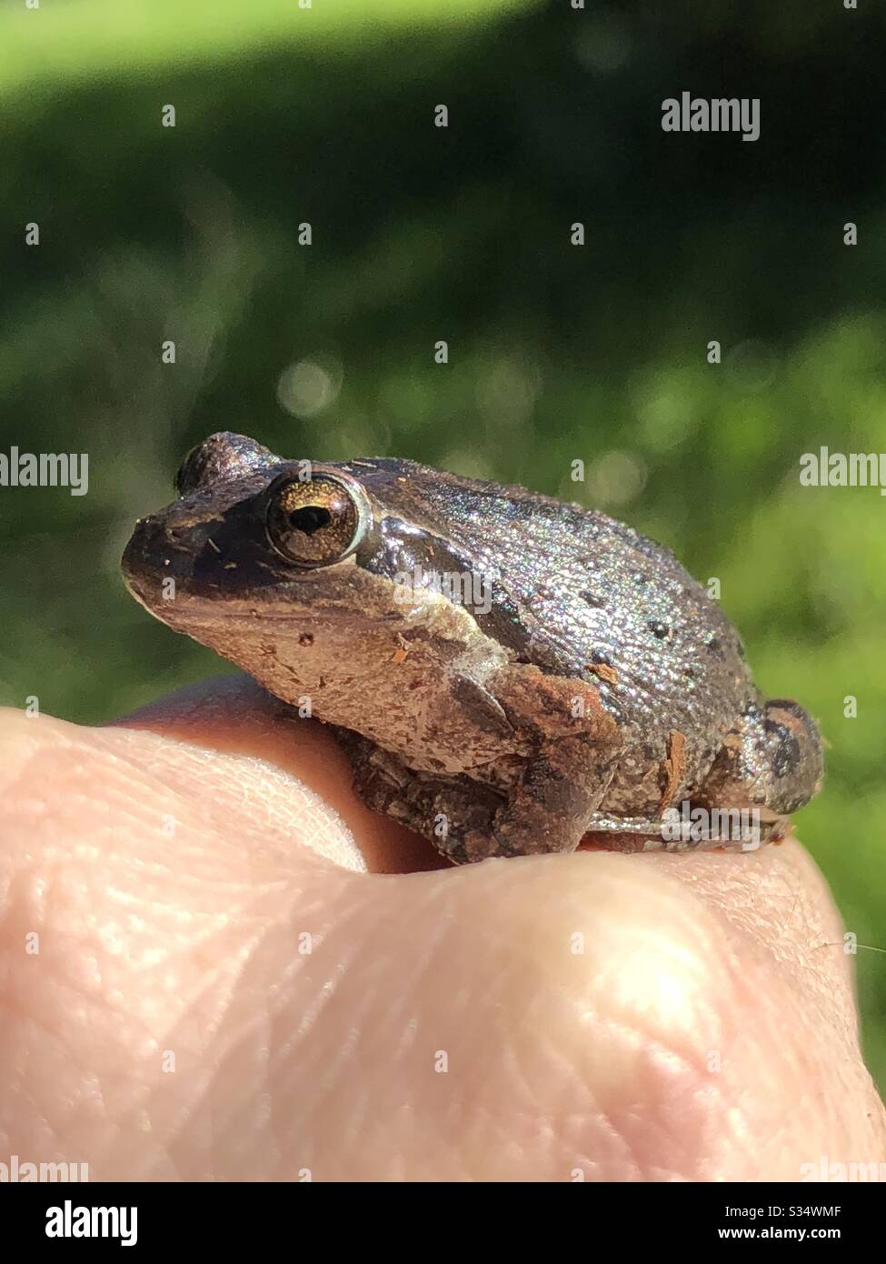 Ein kleiner Frosch, der im Sonnenlicht auf den Knöcheln einer menschlichen Hand sitzt. - Smartphone-aufgenommenes Stockfoto