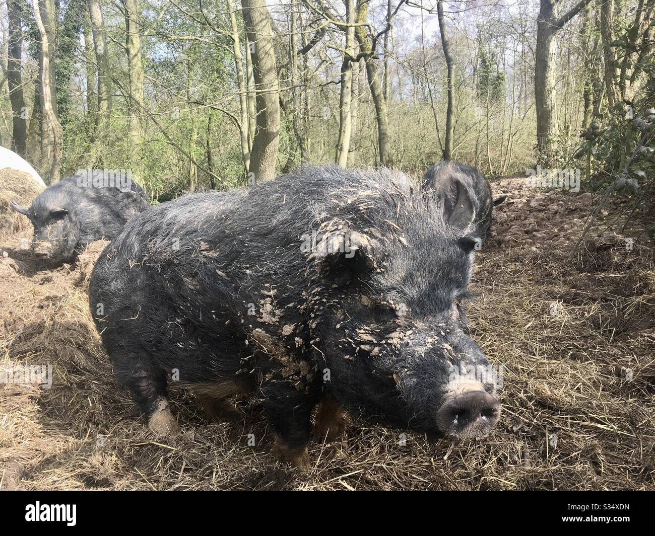 Schwarze Schweine rumeln im Wald - Smartphone-aufgenommenes Stockfoto