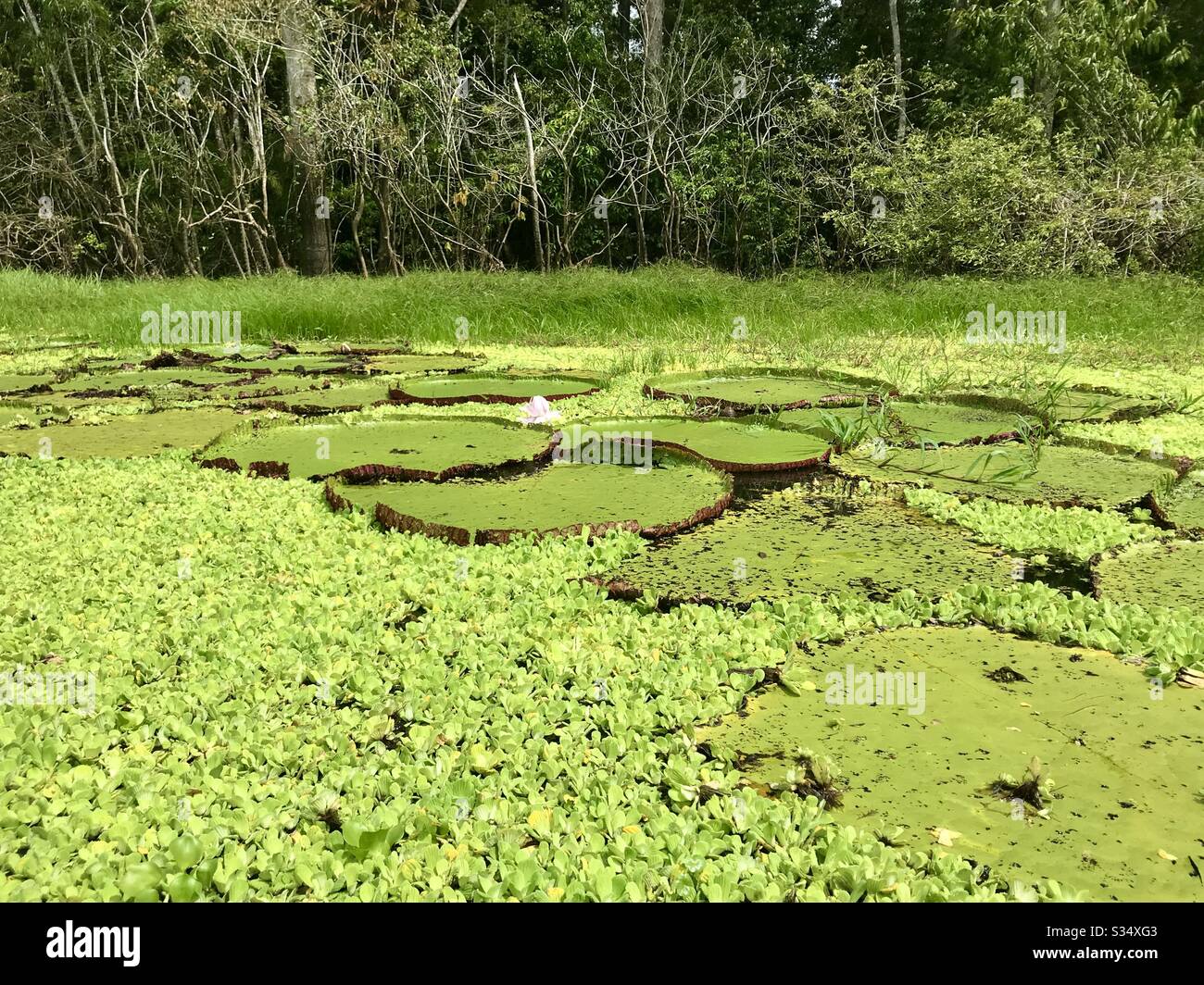 Victoria Regia an einer Zweigniederlassung des Flusses Amazone in Peru Stockfoto