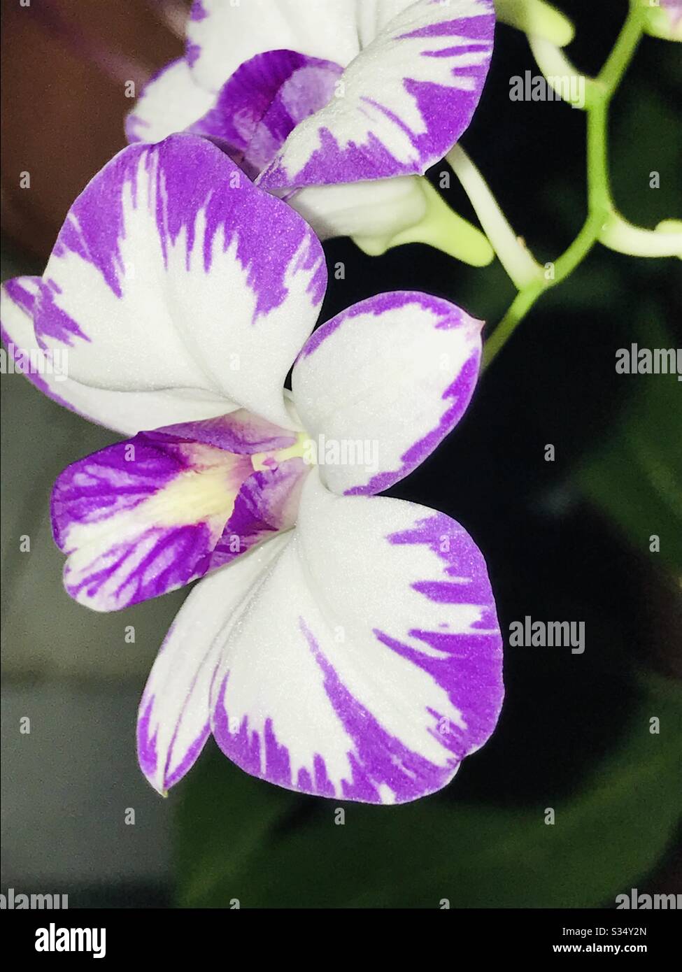 Zarte Orchideenblätter, schöne weiß & lila Schatten Orchidee im Nachbargarten, Singapur, perfekt für Büro Schreibtisch Innenpflanze-Lilac Farbe Blume Stockfoto