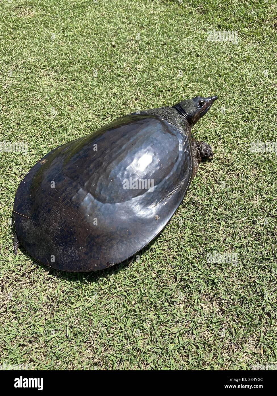 Große Weichschalenschildkröte auf grünem Gras Stockfoto