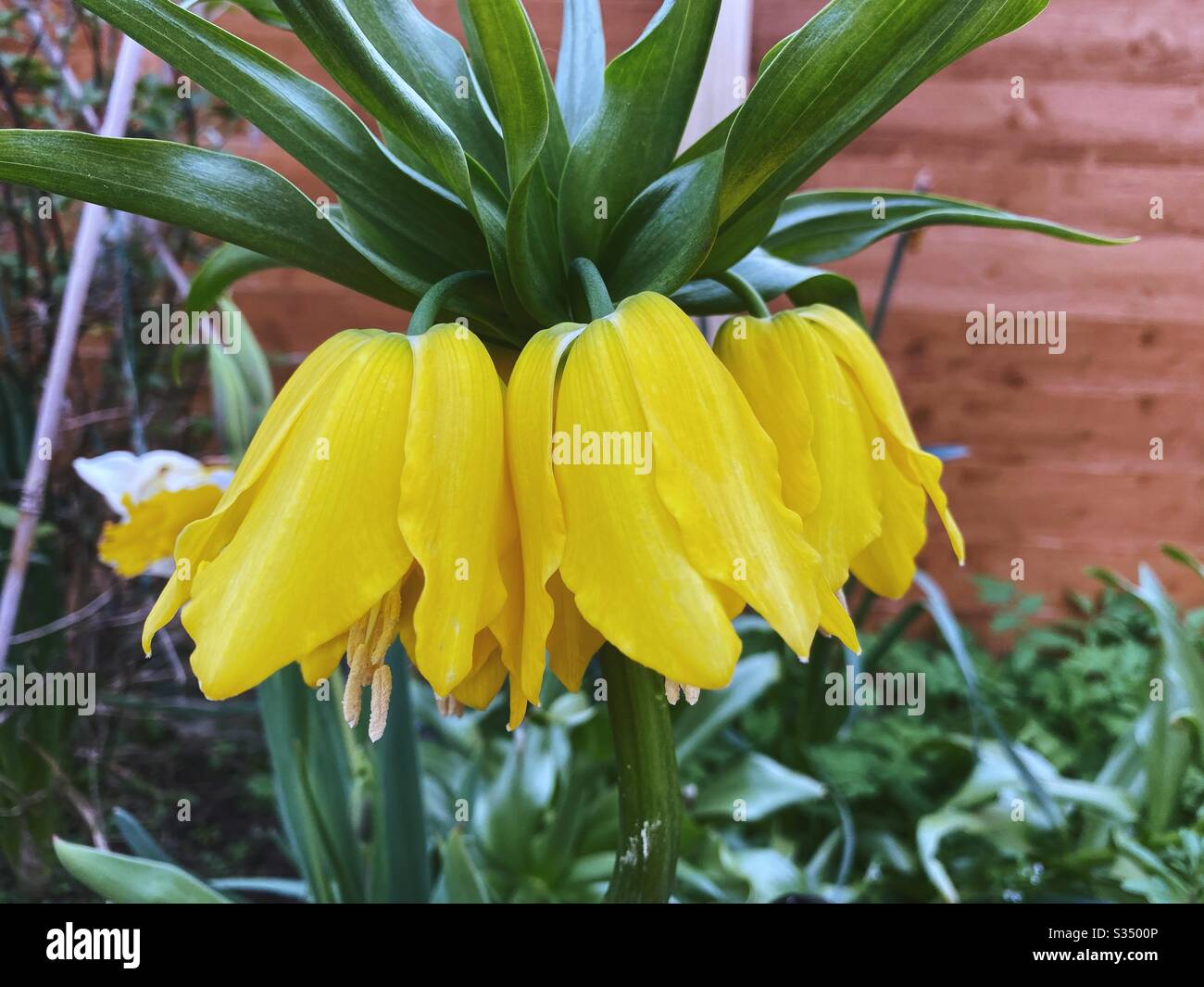 Krone Kaiserlicher Lulea (Fritillaria imperialis) in Blüte gegen einen Gartenzaun, eine bauchige Pflanze, die im April/Mai blüht. - Smartphone-aufgenommenes Stockfoto