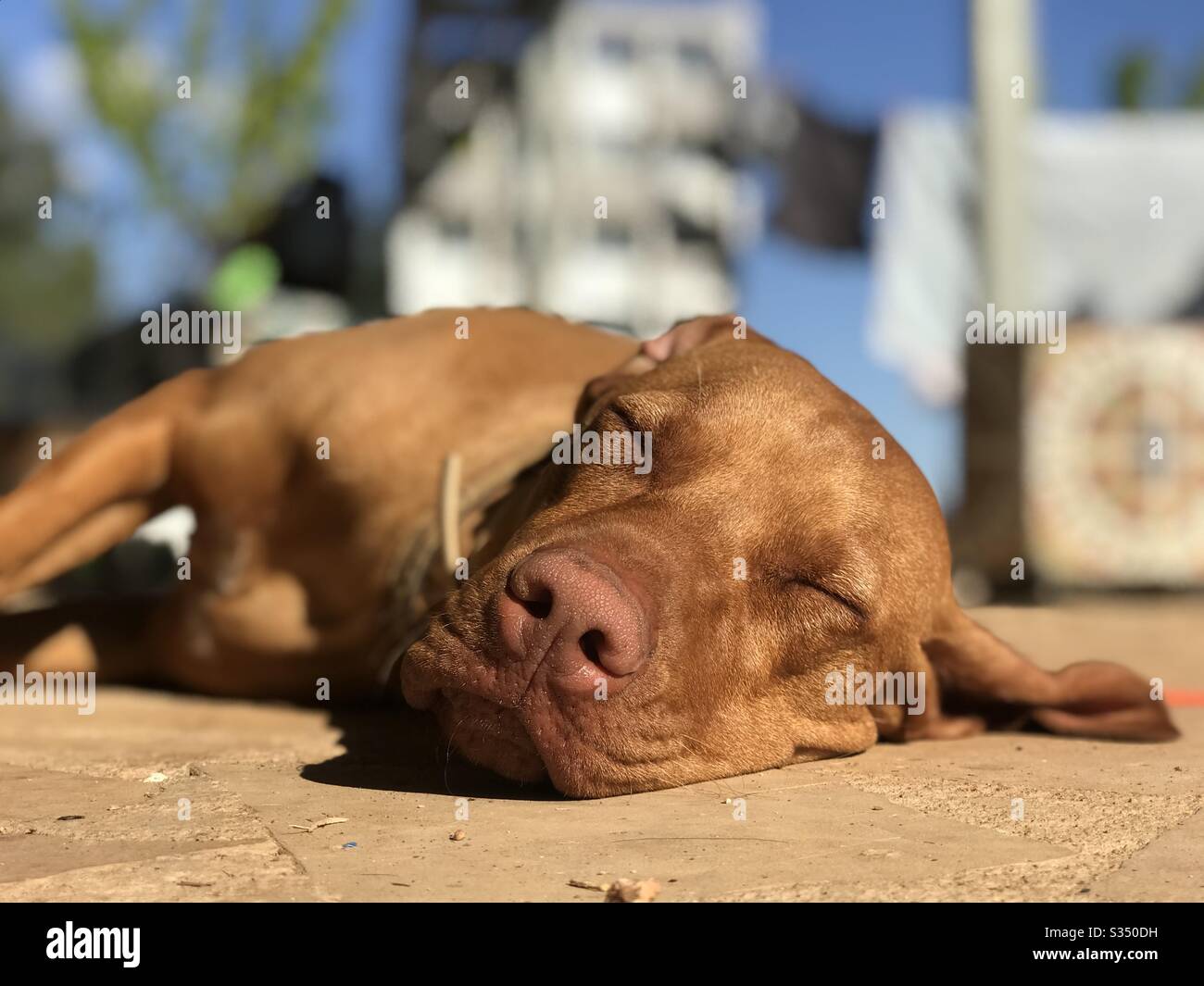 Fauler Hund - es ist ein Hundeleben Stockfotografie - Alamy