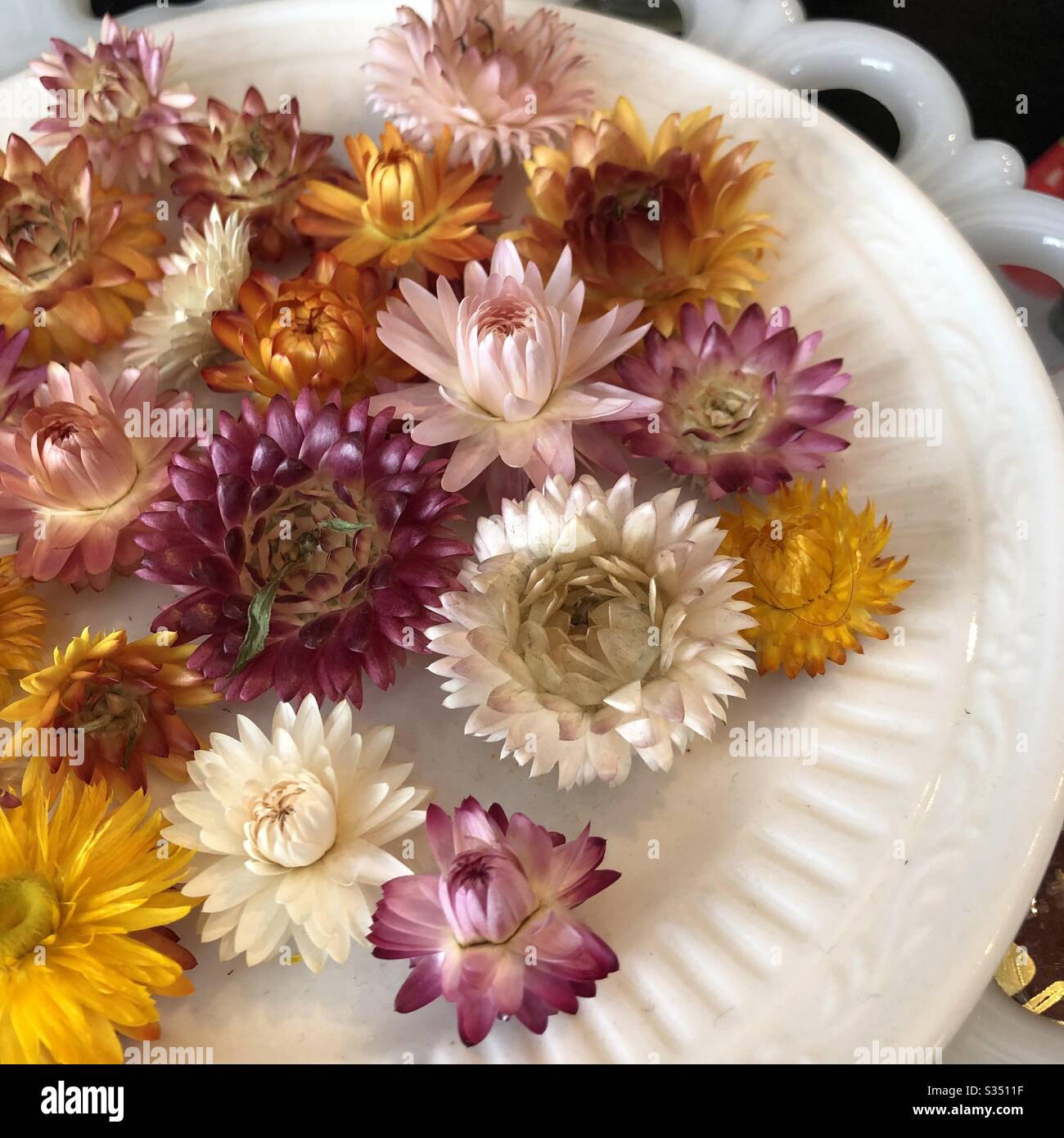 Bunte getrocknete Strohblumen auf einem weißen Vintage-Teller. Stockfoto