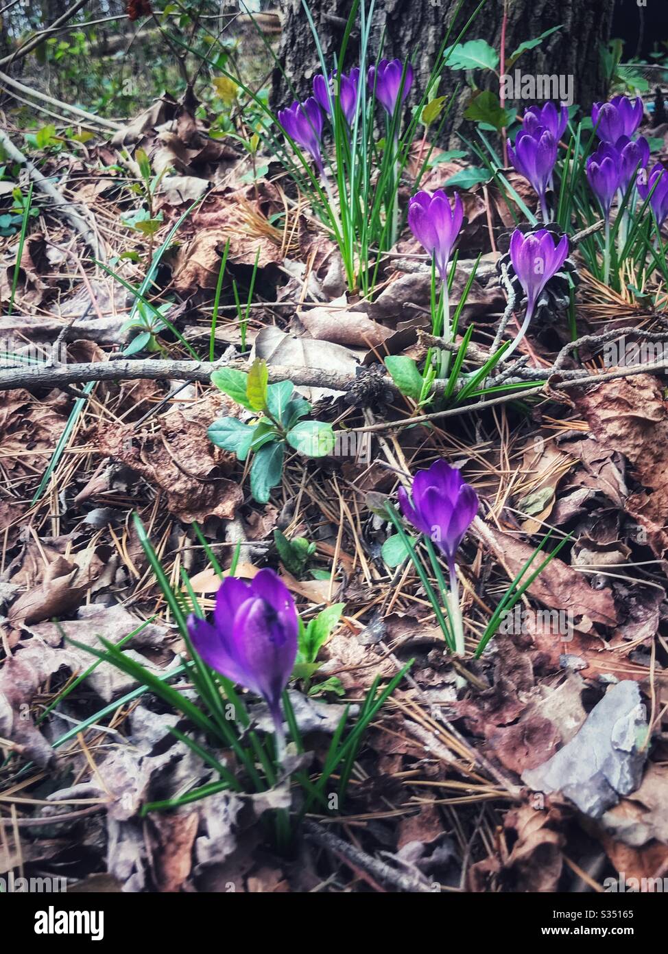 Erste Frühlingsblüten, ein violetter Krokuchenfleck Stockfoto