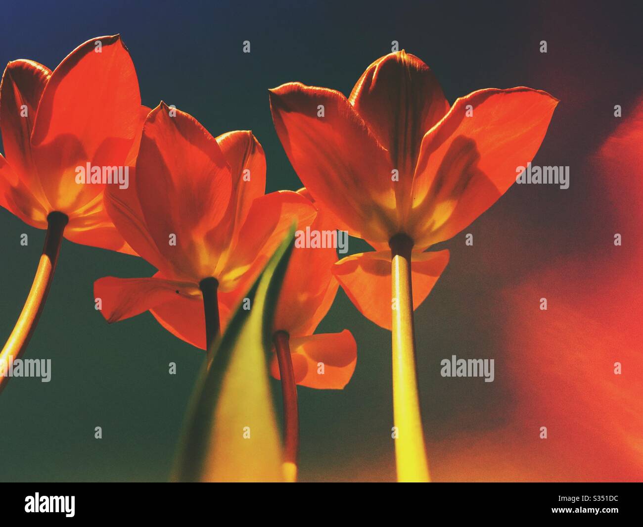 Blick unter Tulpenblumen Stockfoto