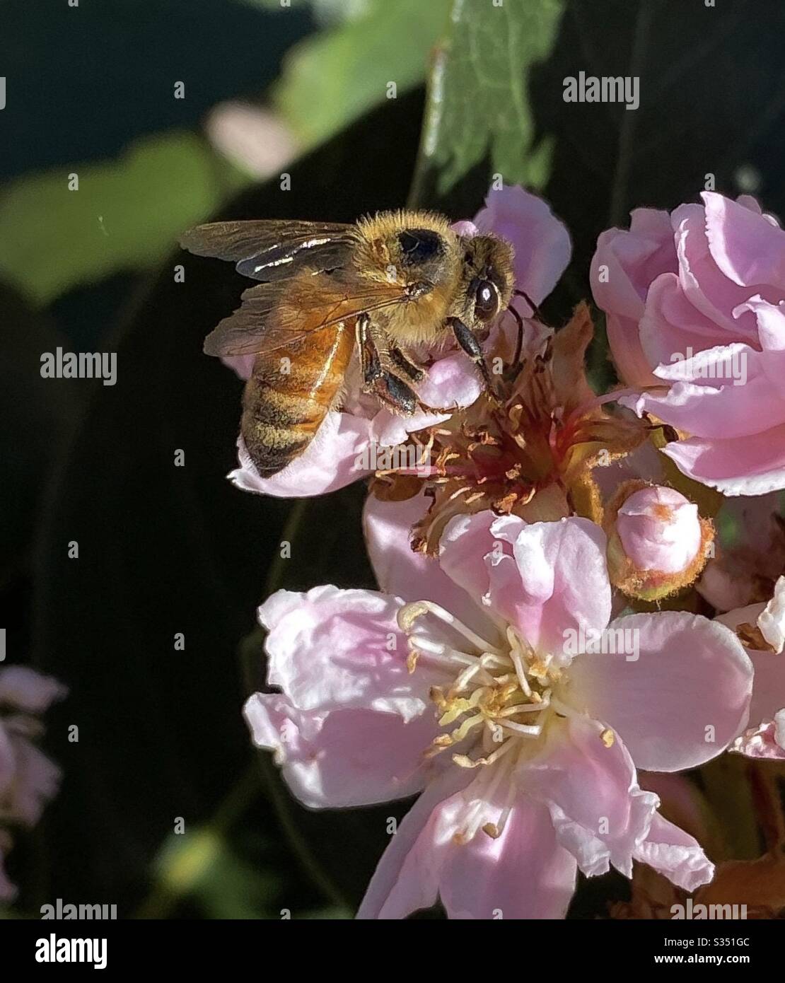 Makro einer Honigbiene auf der rosafarbenen indischen Hawthorne blüht Stockfoto
