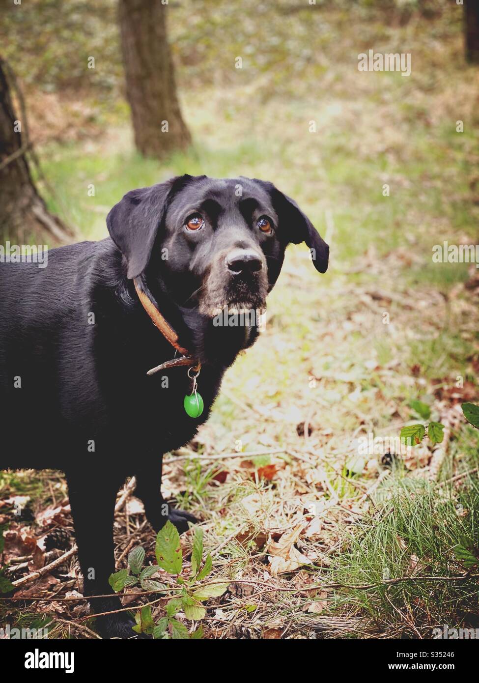 Nahaufnahme eines reifen 8 Jahre alten schwarzen Labrador Hundes, der im Herbst im Wald steht, mit braunen, knackigen Blättern auf dem Boden und dem Kopierraum Stockfoto