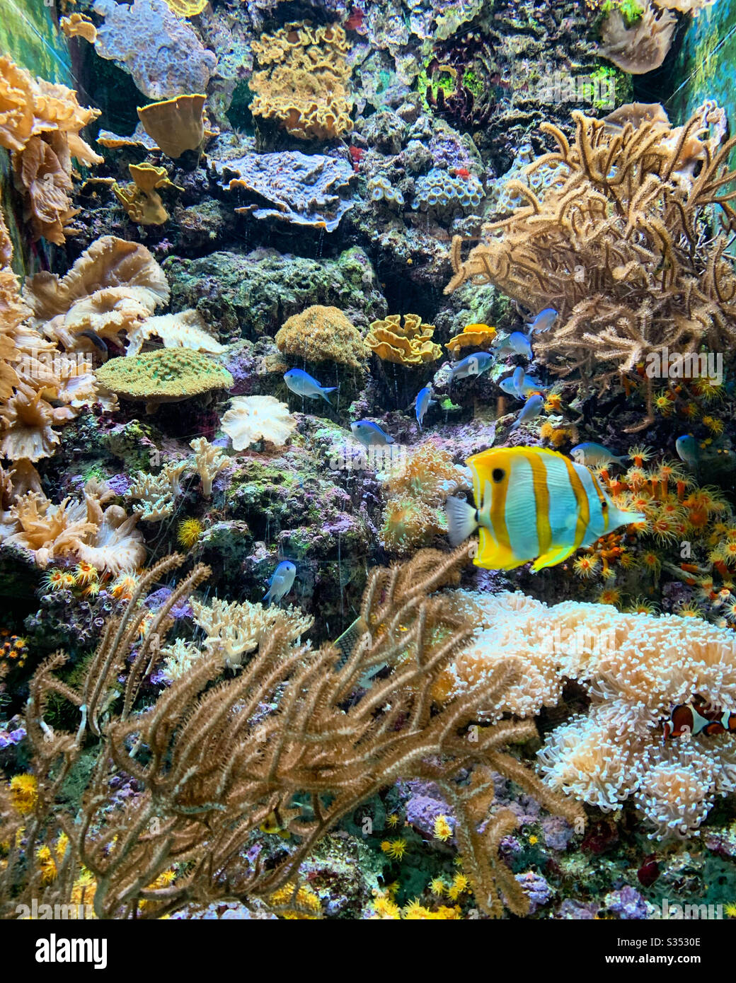 Heiteres Korallenriffe Stockfoto