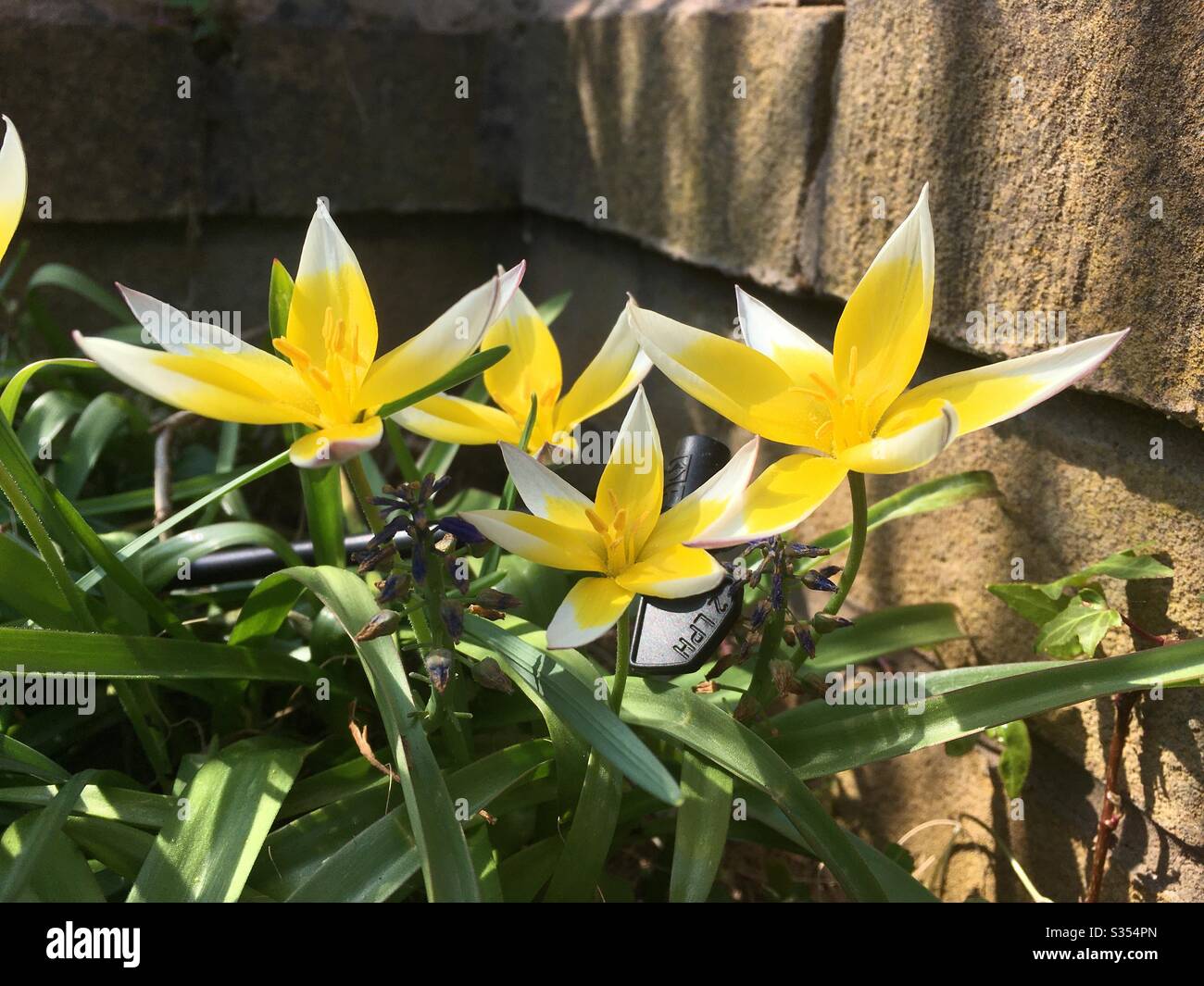 Wilde Tulpe, Tulipa tarda Stockfoto