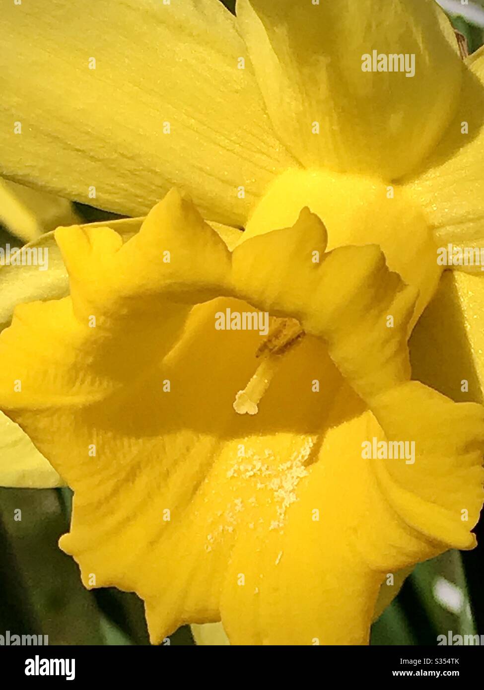 Daffodil Kopf im April Sonnenschein. April 2020. - Smartphone-aufgenommenes Stockfoto