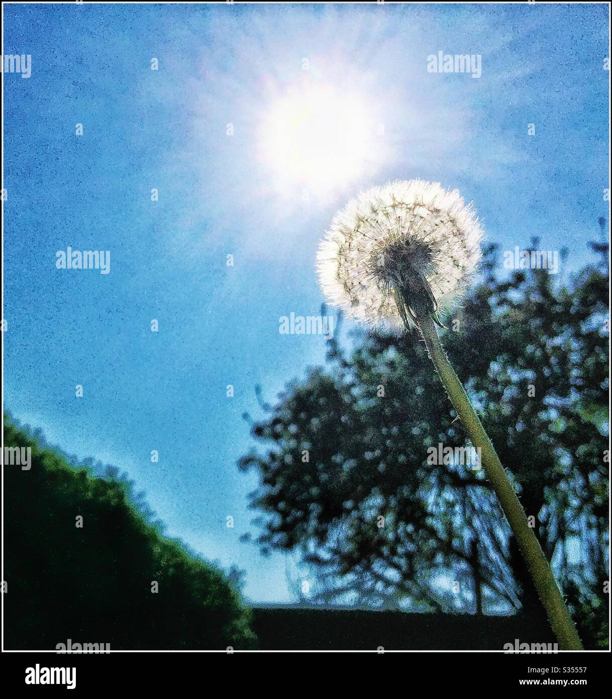 Sonnenschein scheint durch eine Löwenzahn-Blume. - Smartphone-aufgenommenes Stockfoto